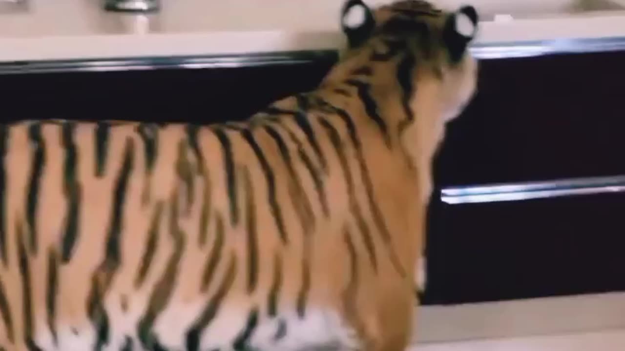 Big cats 🐈 in full Action with Tom cruise