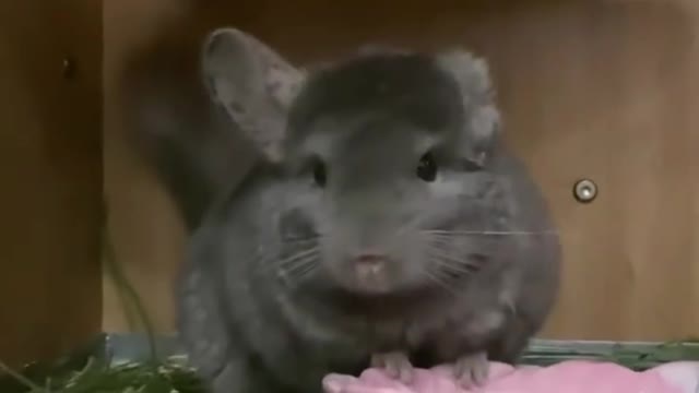 An eared Chinchilla is cute