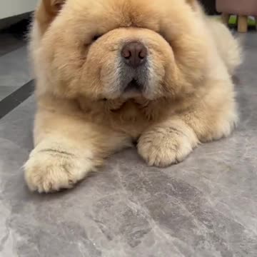 Chu chu Adorable sleepy puppy