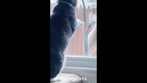Funny Animal Videos 2022 || funny dogs || funny cats
