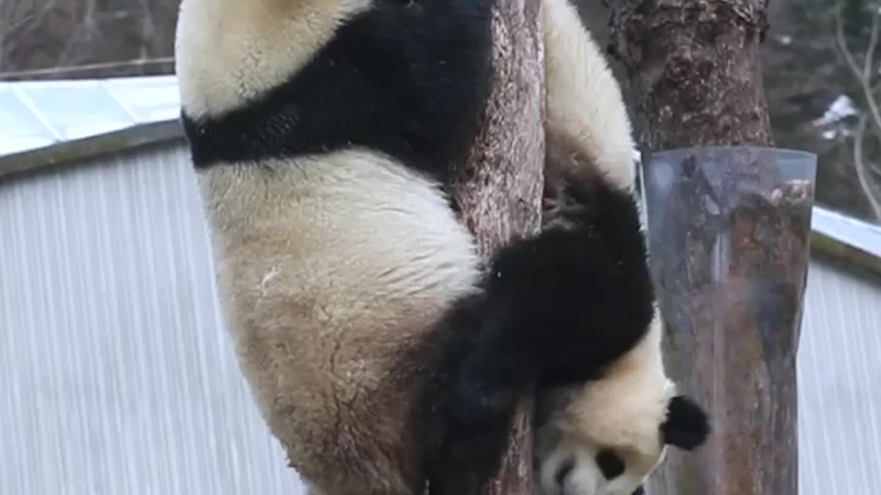 Cute panda playing together