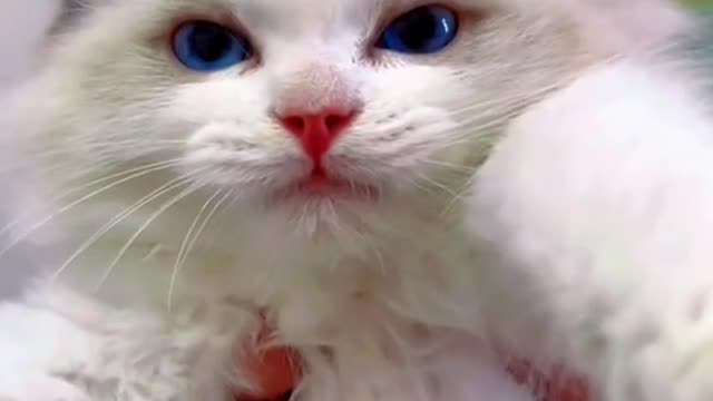 255_Is your cat so ugly when he sleeps😂 #cat #catsoftiktok #