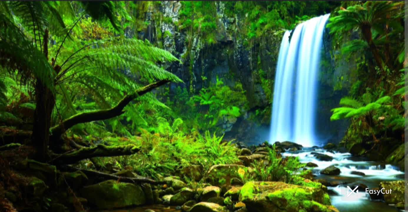 Rain forest and ⛈️ (sleeping sounds) 😴