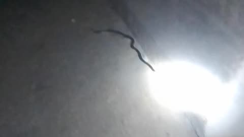 Big Snake 🐍 in our village Cobra 😮