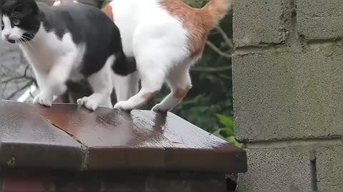 Funny & Cute Cat Compilation Video