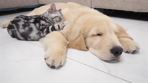 Kitten With Separation Anxiety Cannot Live Without Golden Retriever Every Day