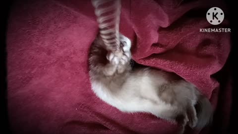 Romeo the ferret...won't let go