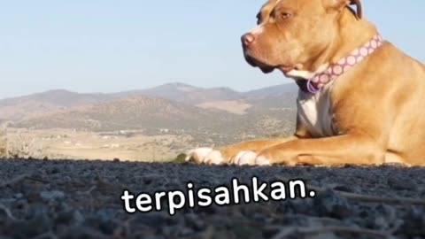 KESETIAAN ANJING PITBULL