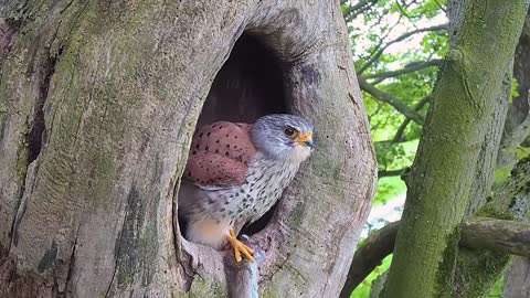 Kestrel Dad Learns to Care for Chicks After Mum Disappears-4