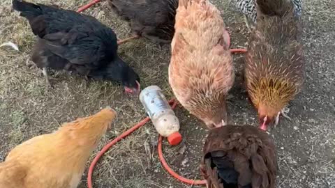 Busy chickens working for scratch