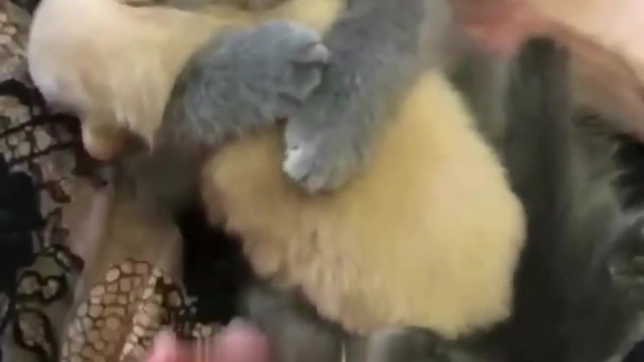 Cute Funny Cats