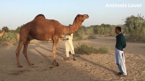 Camels Fast Running In Desert Area _ Beautiful camel in Pakistan