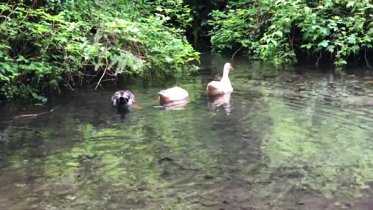 Ducks at Green River Gorge Springs, King County, Washington.