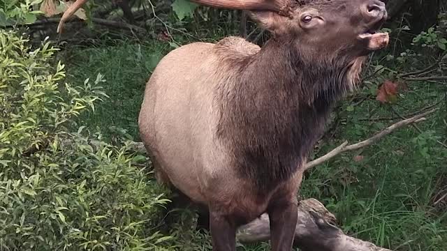 deer screaming in the forest