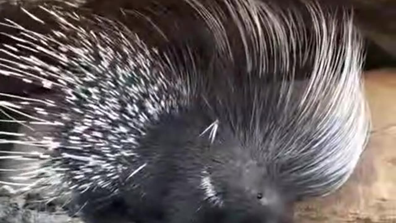 Which animal is this which throws spikes if it felt danger.