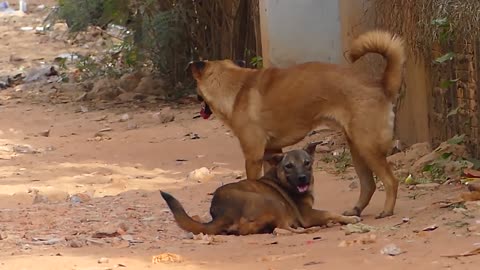 Dog 🐕 meeting first time different style