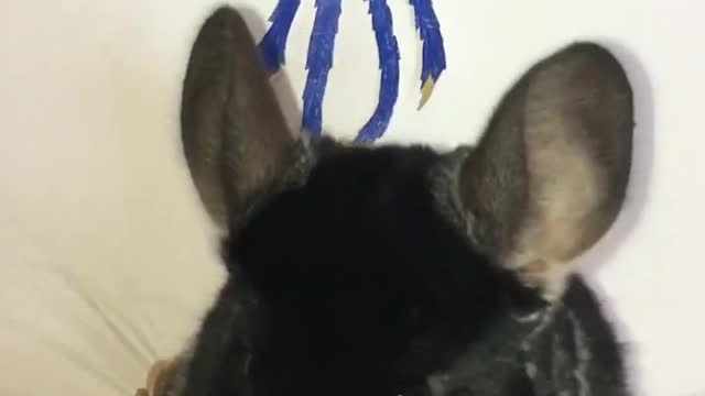 Huggy wuggy attack chinchilla #chinchillahome #chinchilla #funny #cute #viral #shorts #pets