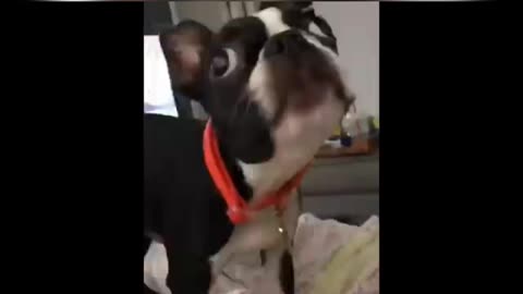 New cute animals moments 😀