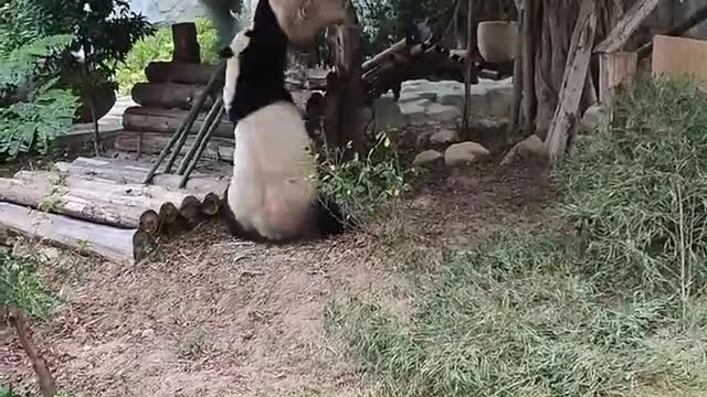 Giant pandas are also a bit epileptic pandas