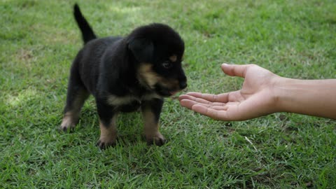 Cute Puppy Baby Dog Playing In The Green Park