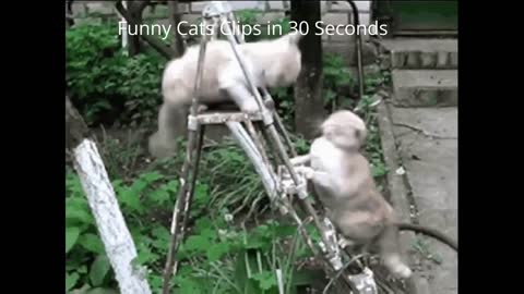 Funny cats clip