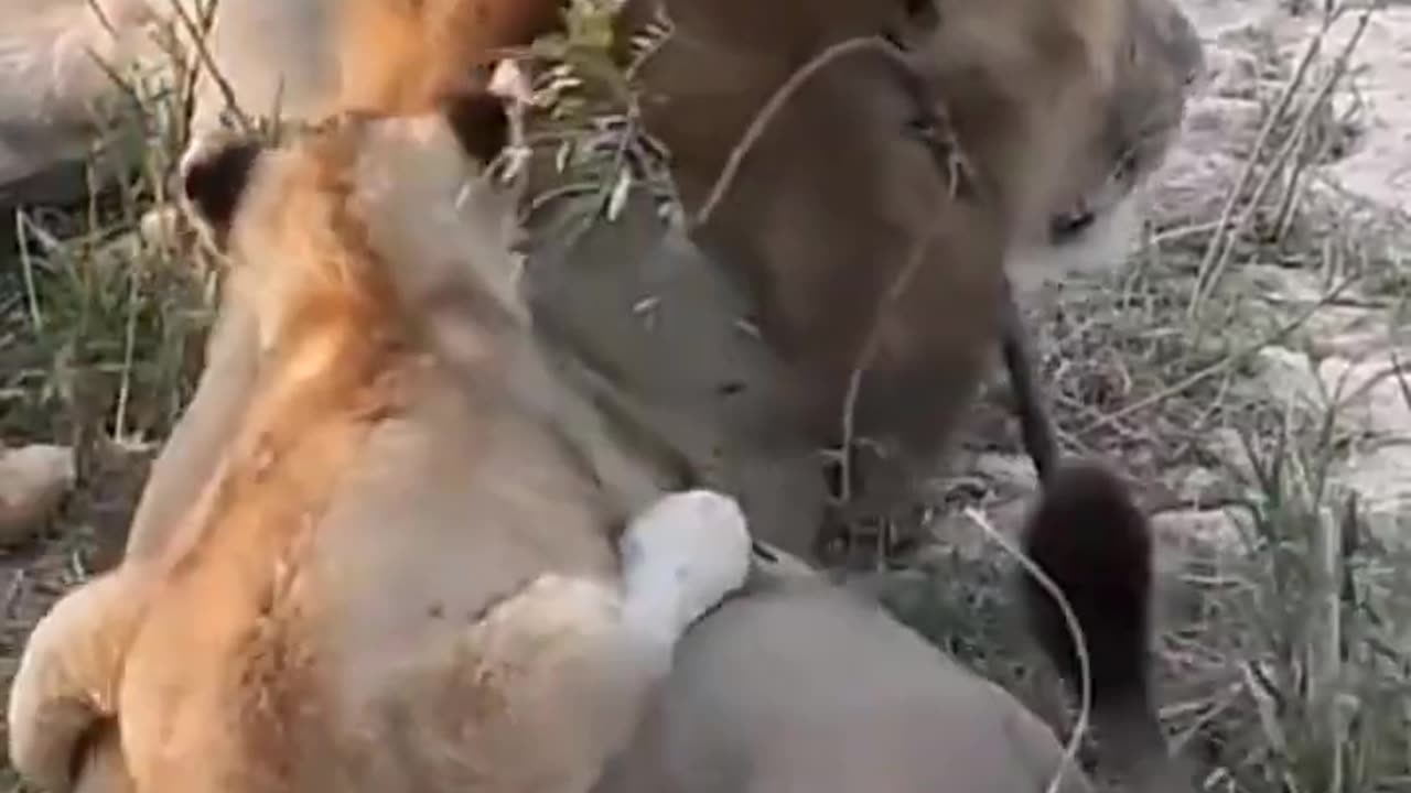 Lion Cub Playing With Dad 🦁