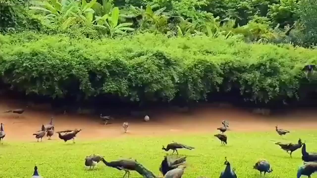 Beautiful peacocks in beautiful spot