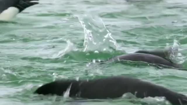 Adélie penguins are busy cleaning themselves in the sea ice melt pond.