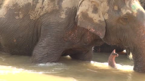 Listen The Notes Of Sweet Freedom Of Three Elephants Enjoying In The River - ElephantNews