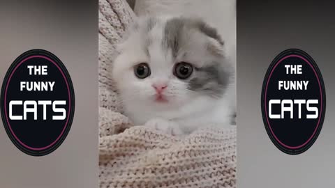 FUNNY CATS The funniest cat videos on the internet
