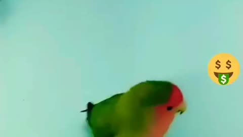 cute parrot funny parrot