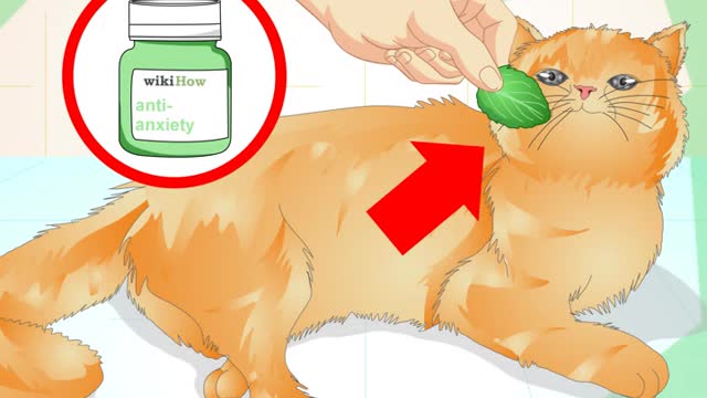 How to Prevent a Cat from Spraying