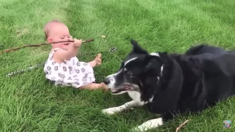 Cute dogs and babies are best friends 2