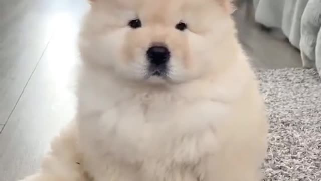 A confused little pine lion