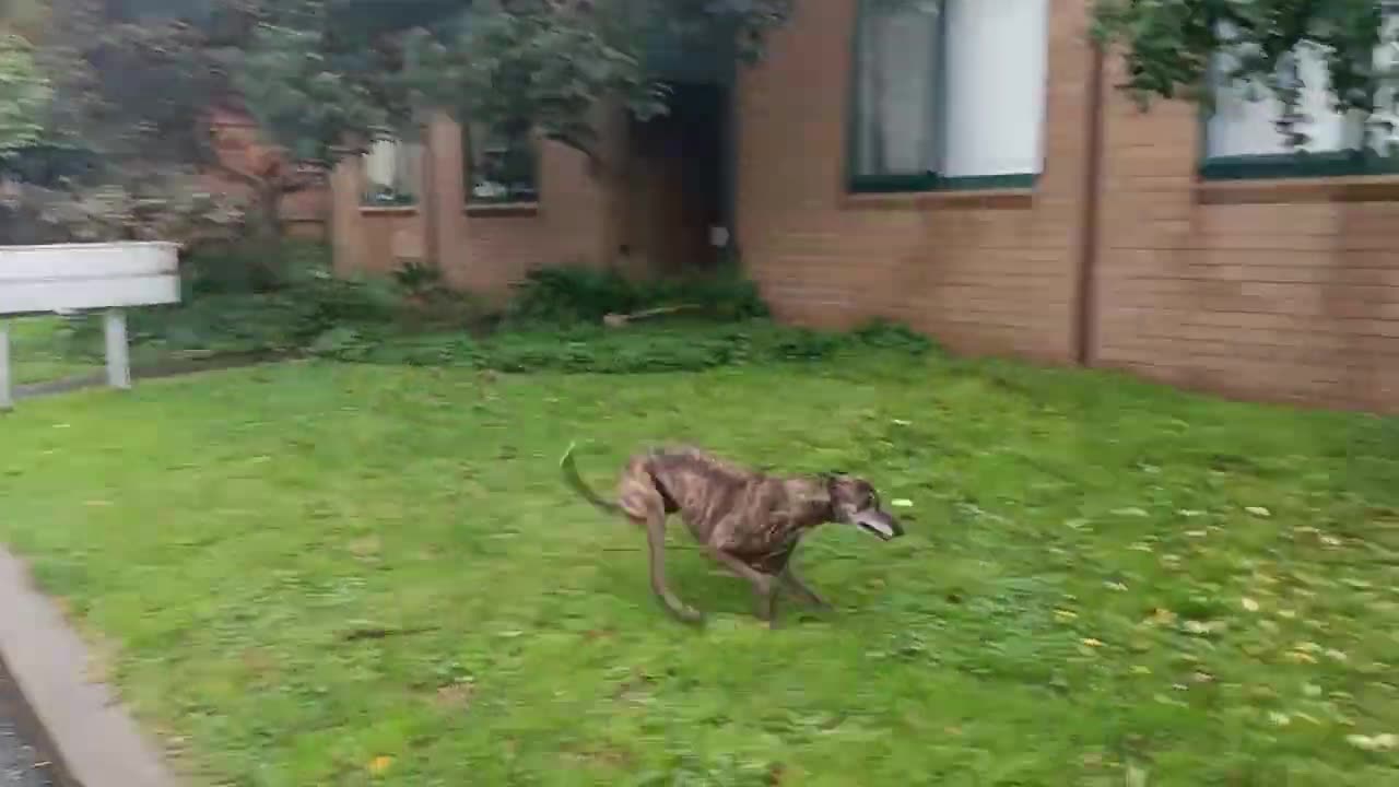 My dog turn into a helicopter zooming around on our neighbour's yard. What a funny!