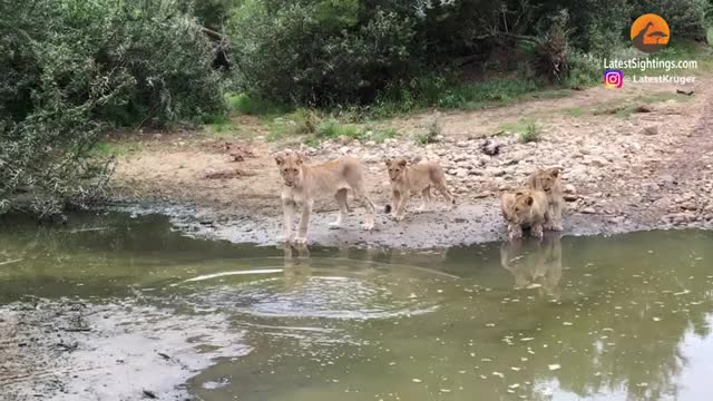 Lion Cubs Scared of Crossing Water_Cut1