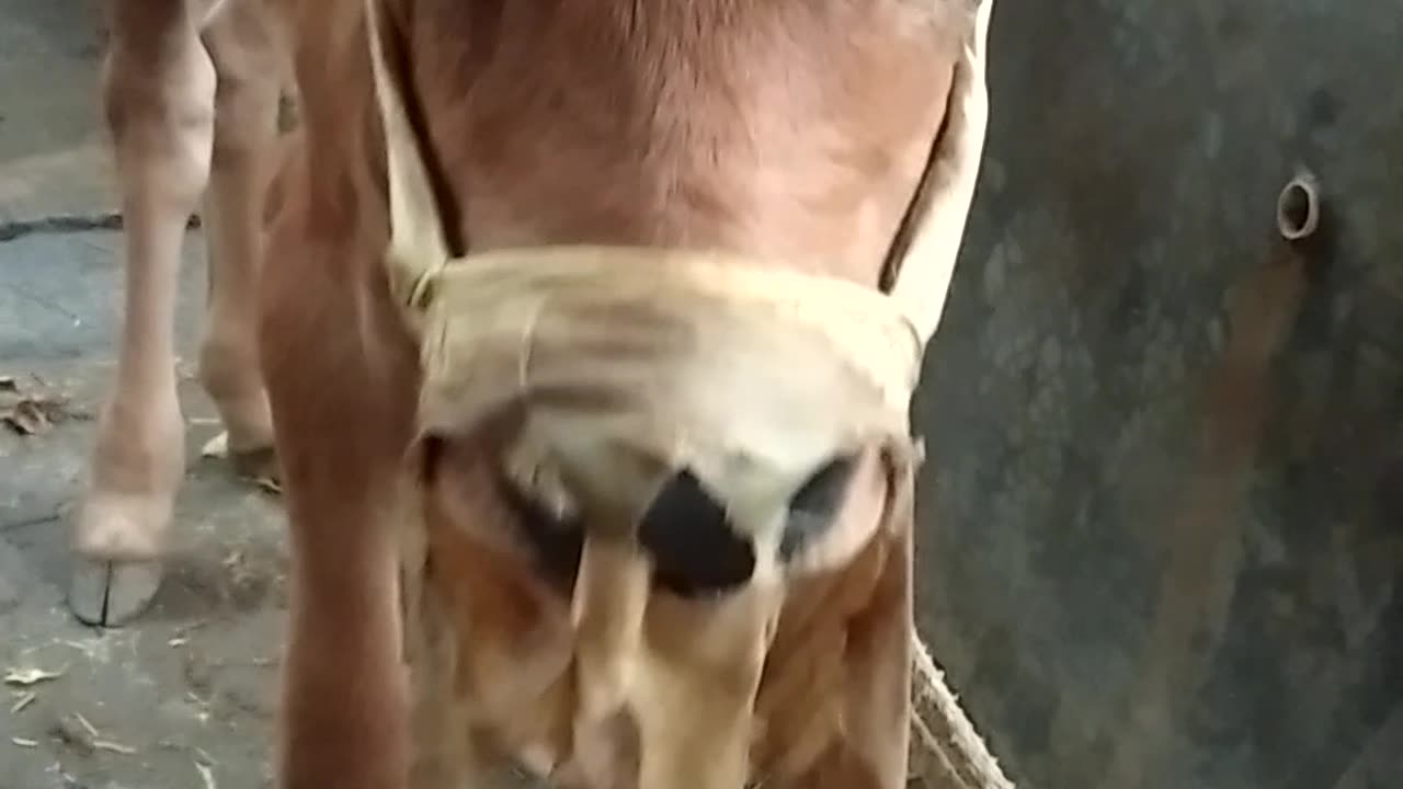 Ja kya hua cow ko