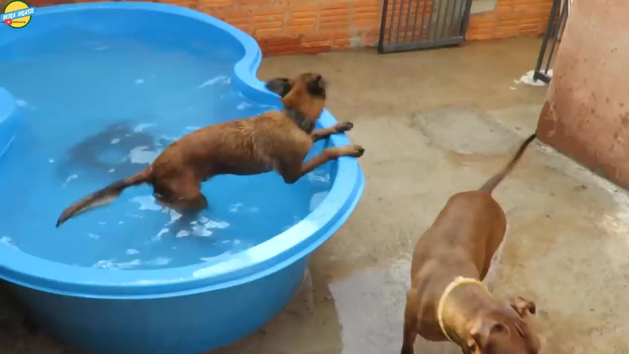 Cães Pitbull e Malinoa juntos