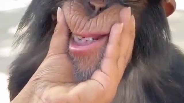 shinpanze baldeet )))) Well, smile)))))smart monkey