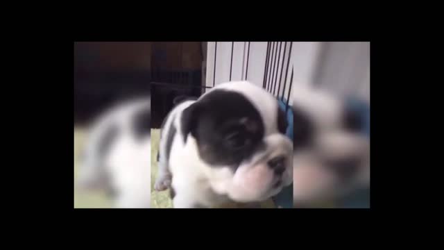 Wonderful cute funny pets(9)