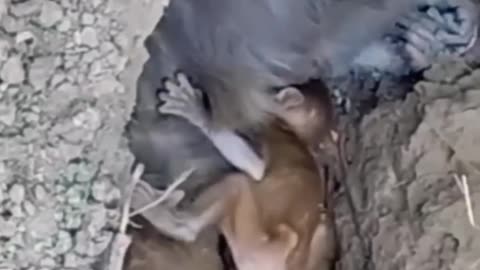 Baby monkey 🐒 Emotional Video