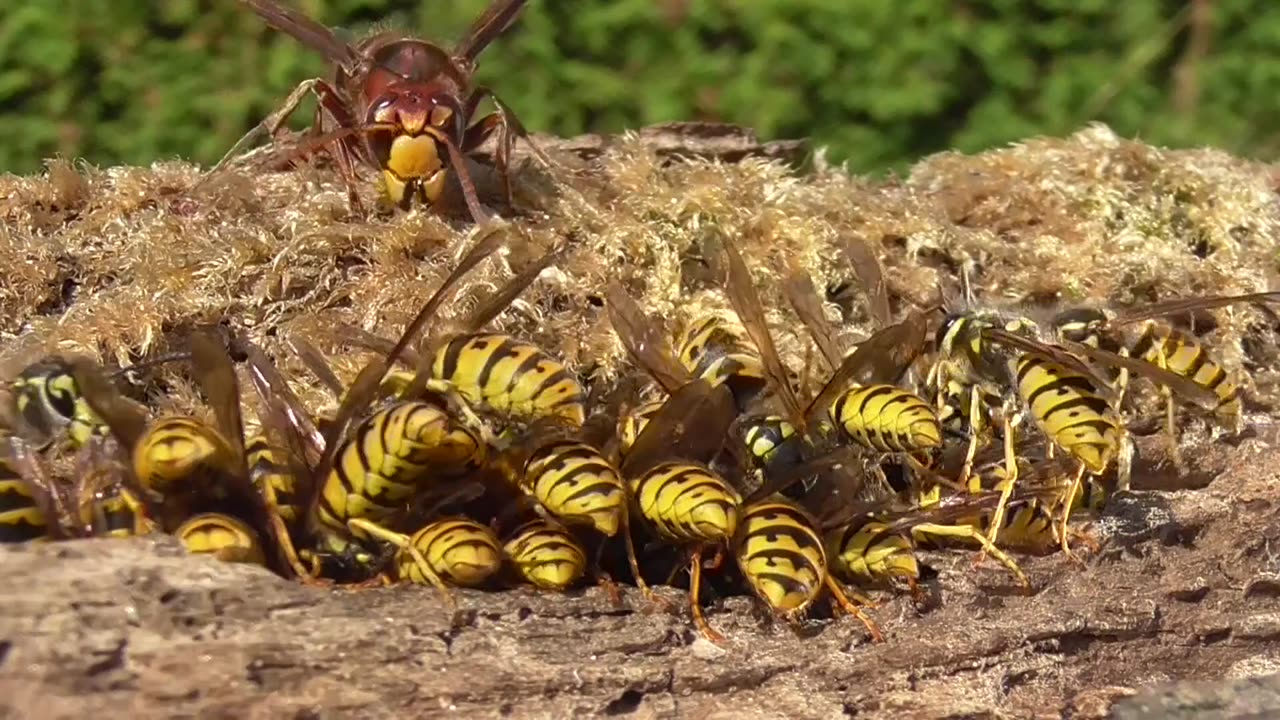 Honey Bees, Wasps, Field Wasps, And Hornets Gather At Drinking Trough