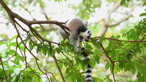 Lemur Branch Mammal Animal Tail Eye Wildlife