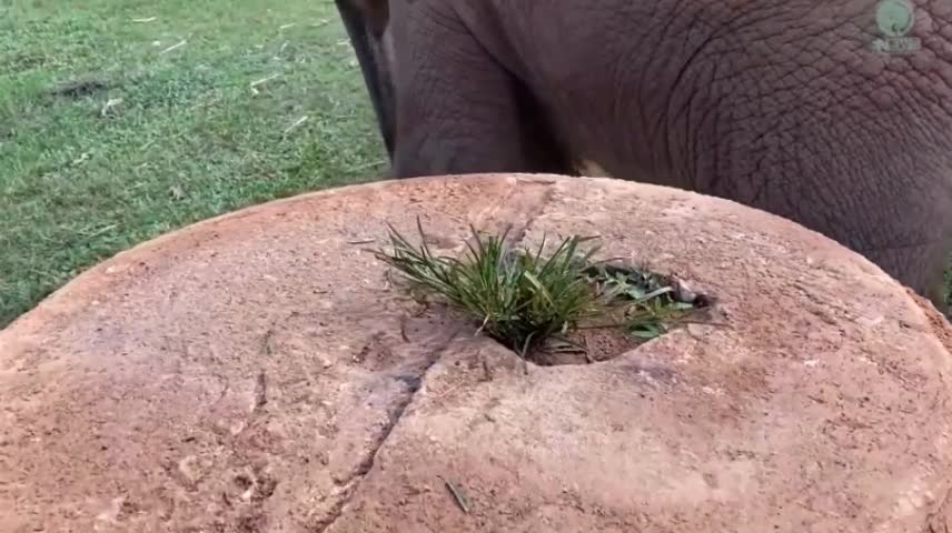 Baby Elephant Tries To Figure It Out How To Eat Grass On The Top Of Cement Pipe