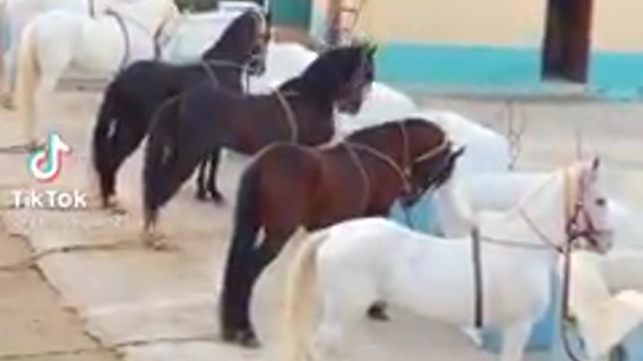 Horse