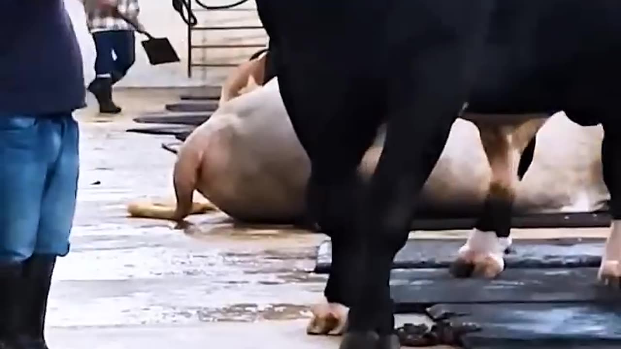 Gigantic Holstein Friesian bull from Brownie's Ranch towers over its five-foot handler