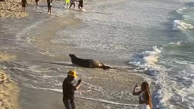 Too Concentrated on Content to Catch Cheerful Sea Lion