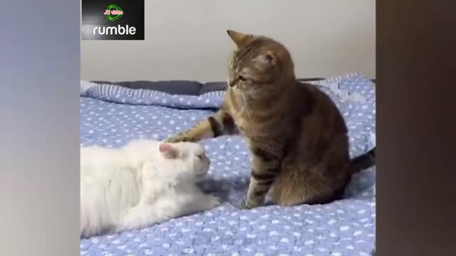 Cute shorts cat and dog funny video .. #shorts viral video