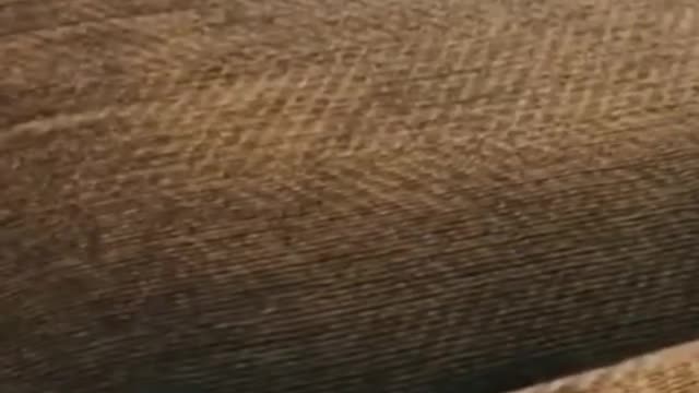 #funny #cute β€ #dogs and #cats πΆπ± part 15