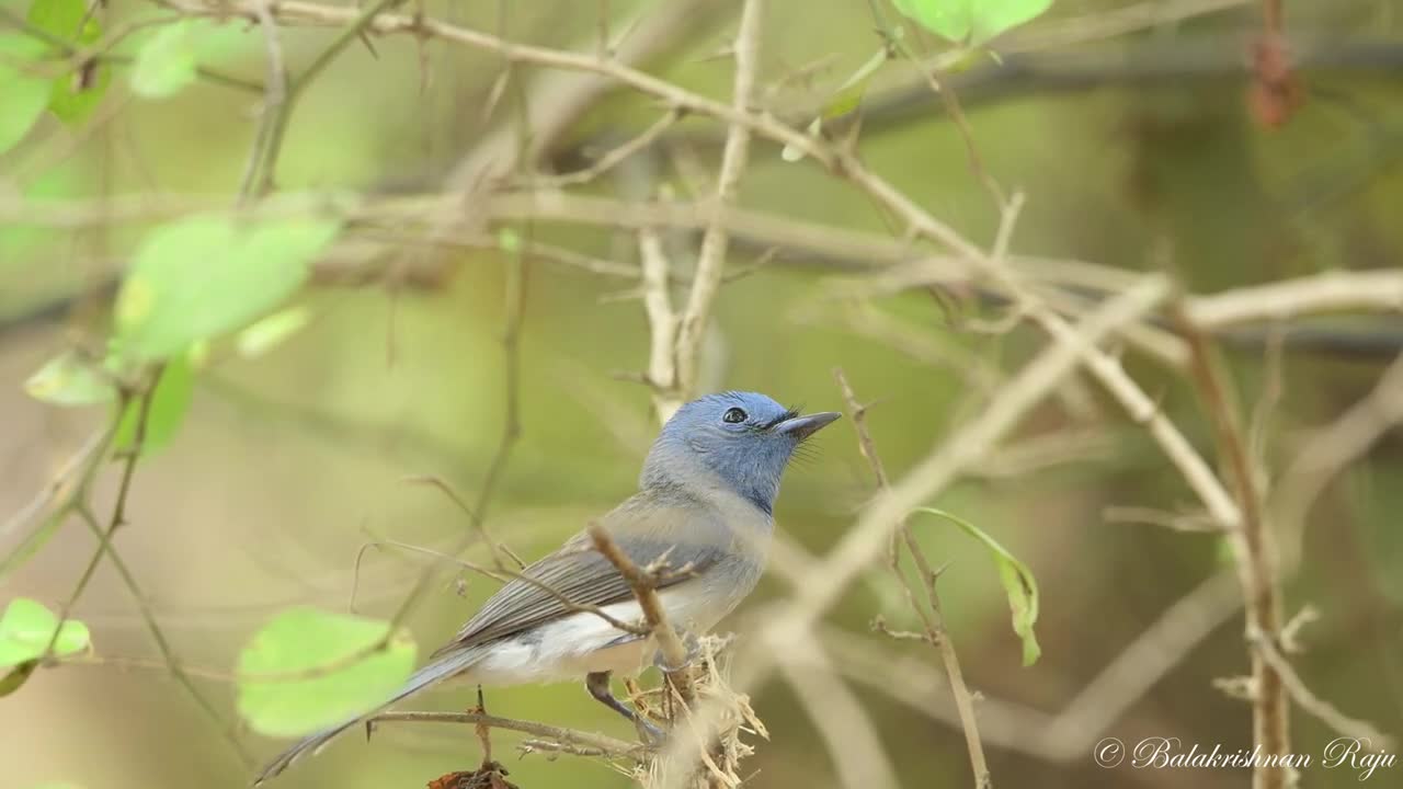 Monarch Black Naped Monarch